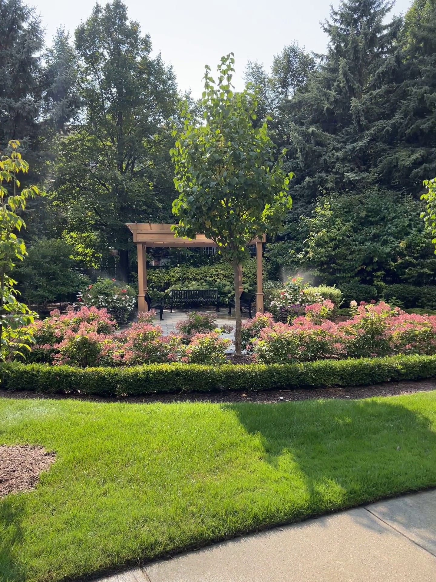 Before irrigation dry lawn